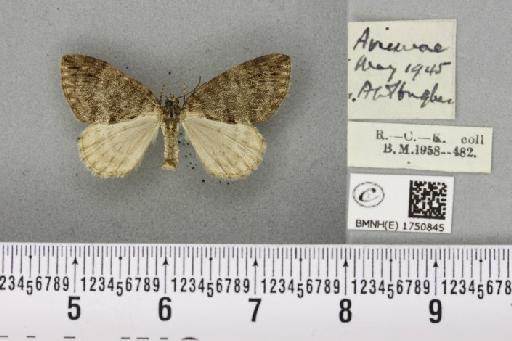 Hydriomena impluviata ab. obsoletaria Schille, 1900 - BMNHE_1750845_329819