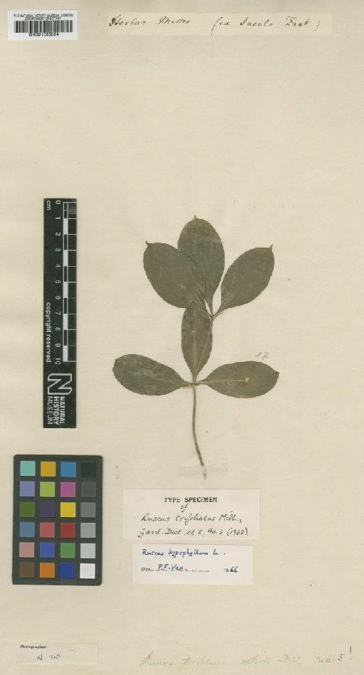 Ruscus hypophyllum L. - BM001066504