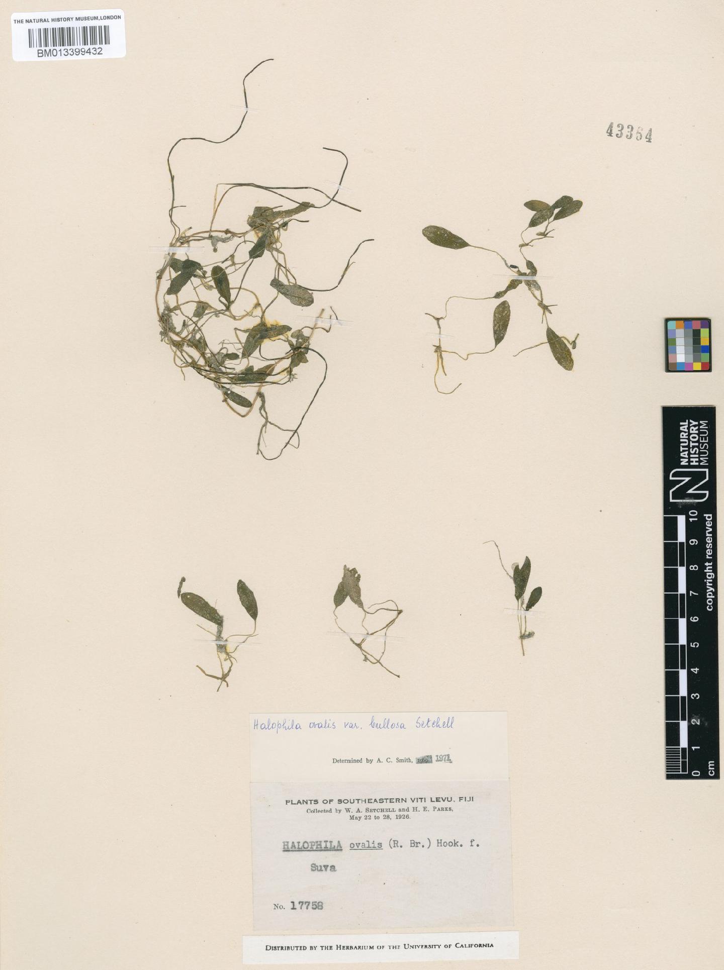 To NHMUK collection (Halophila ovalis (R.Br.) Hook.f.; NHMUK:ecatalogue:9142842)