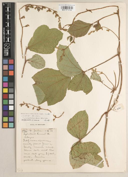 Neorautanenia mitis (A.Rich.) Verdc. - BM013713139