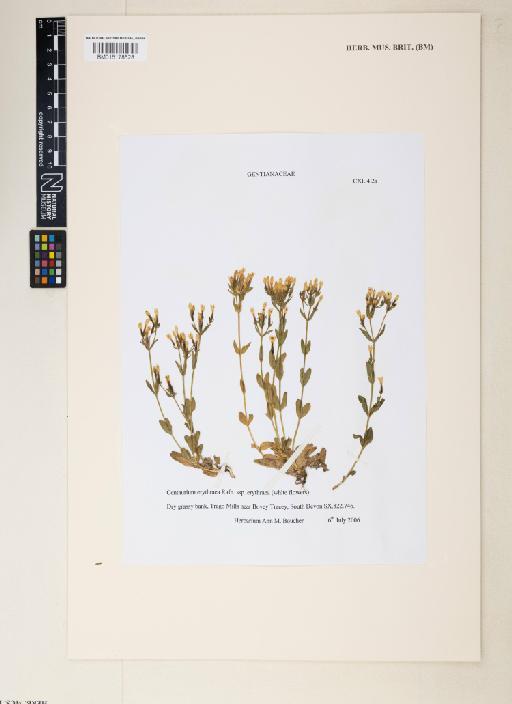 Centaurium erythraea Rafn - 015178528