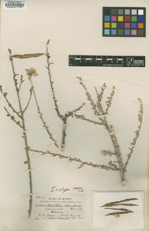 Setchellanthus caeruleus Brandegee - BM000554441