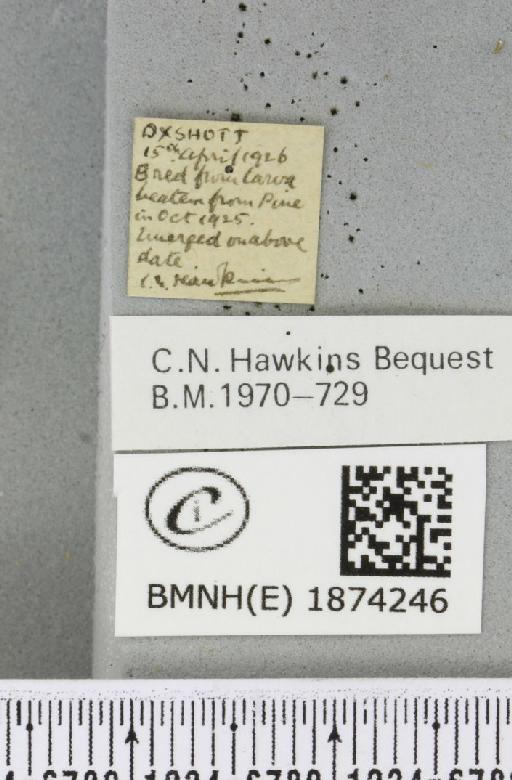 Bupalus piniaria (Linnaeus, 1758) - BMNHE_1874246_label_494070