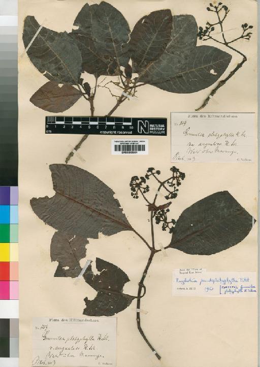 Psychotria pseudoplatyphylla Petit - BM000903361
