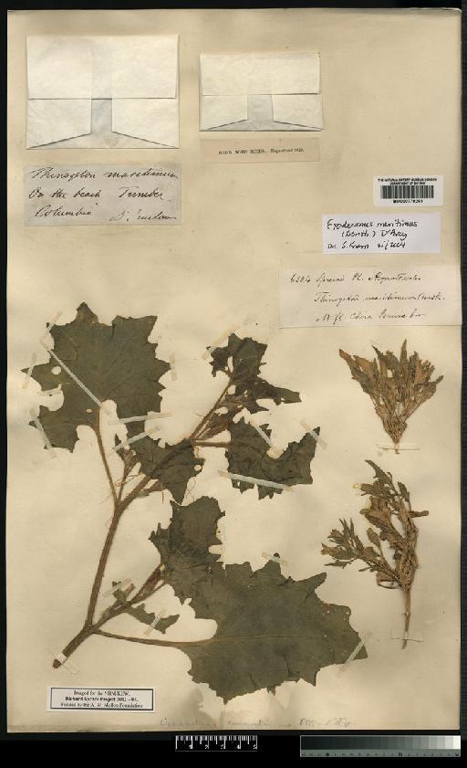 Exodeconus maritimus (Benth.) D'Arcy - Spruce - BM000778263