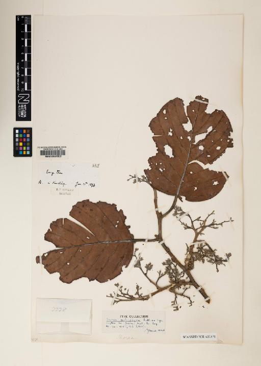 Shorea pachyphylla Ridl. & Symington - 000603352