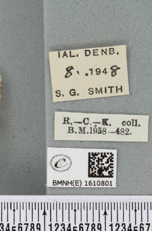Xanthorhoe fluctuata fluctuata ab. albescens Lempke, 1950 - BMNHE_1610801_label_308765