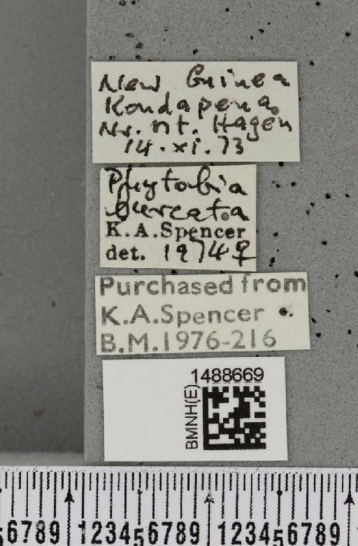 Phytobia furcata (Sasakawa, 1963) - BMNHE_1488669_label_52516