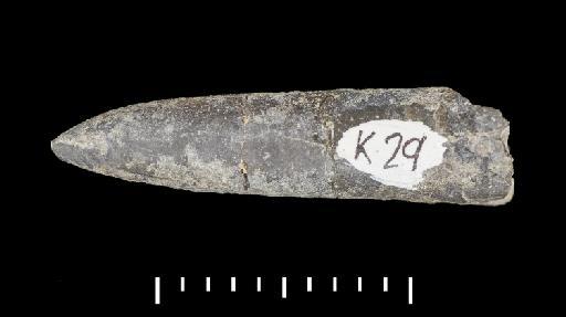 Parapassaloteuthis zieteni (Mayer-Eymar, 1884) - PI CC 1112 - belemnite