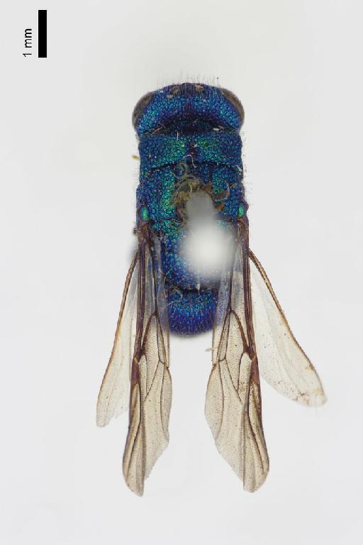 Chrysis subaethiopica Linsenmaier (ms) - Chrysis_subaethiopica-BMNH(E)#970876_type-dorsal-1_25X