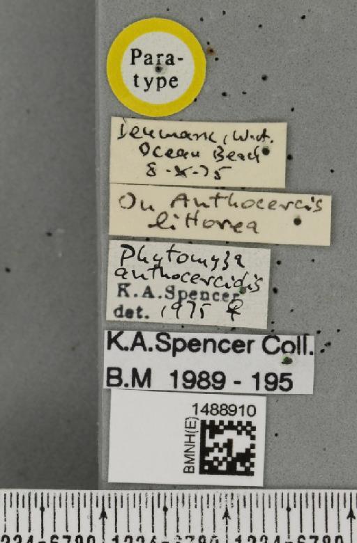 Phytomyza anthocercidis Spencer, 1977 - BMNHE_1488910_label_53269