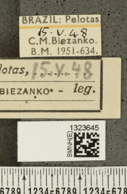 Diabrotica deliqua Weise, 1921 - BMNHE_1323645_label_20371