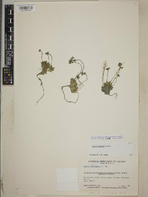 Draba adamsiii Ledeb. - BM013393140