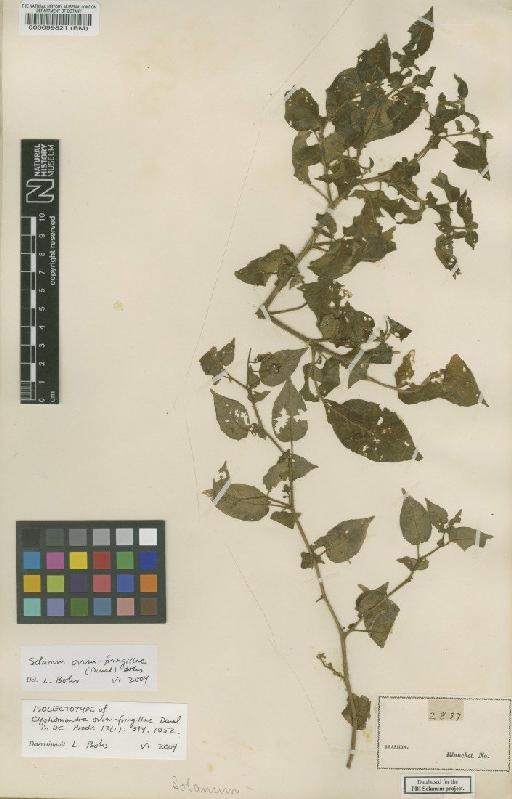 Solanum ovum-fringillae (Dunal) Bohs - BM000099821