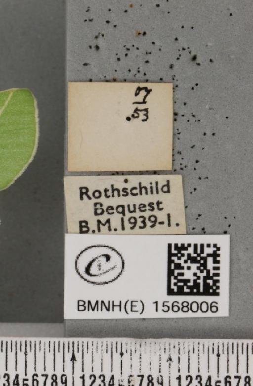 Bena bicolorana (Fuessly, 1775) - BMNHE_1568006_a_label_293458