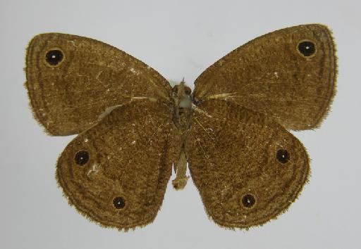 Euptychia vesper Butler, 1867 - BMNH(E)_1267098_Praefaunala_(Euptychia)_vesper_Butler_T_male_ (3)