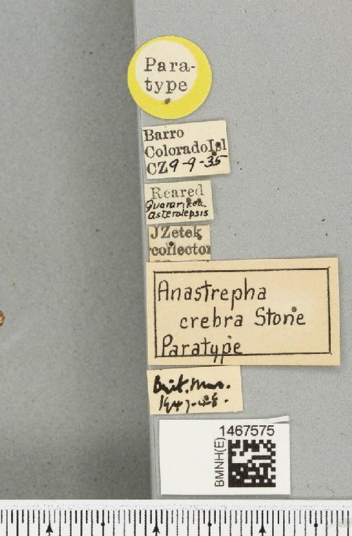 Anastrepha crebra Stone, 1942 - BMNHE_1467575_label_40477