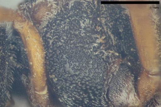 Epeolus zonatus Smith, F., 1854 - 010812210-NHMUK-Epeolus_zonatus-syntype-female-left_mesopleuron-5_0x