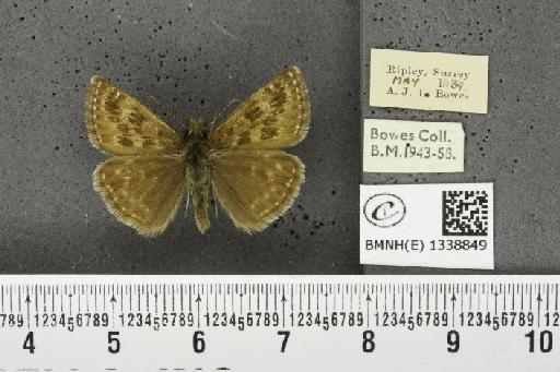 Erynnis tages tages (Linnaeus, 1758) - BMNHE_1338849_168083