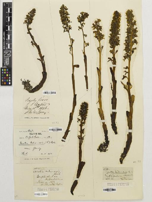 Neottia nidus-avis (L.) Rich. - BM001164110