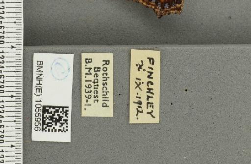 Aglais urticae ab. parvinotata Raynor, 1909 - BMNHE_1055956_label_45270