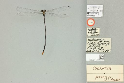 Coeliccia poungyi Fraser, 1924 - 013383626_dorsal