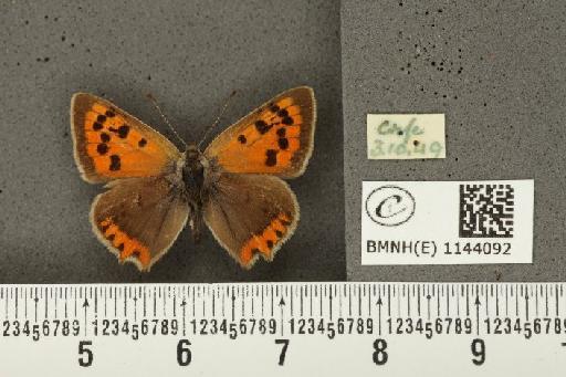 Lycaena phlaeas eleus ab. lunaextensa Leeds, 1941 - BMNHE_1144092_109206