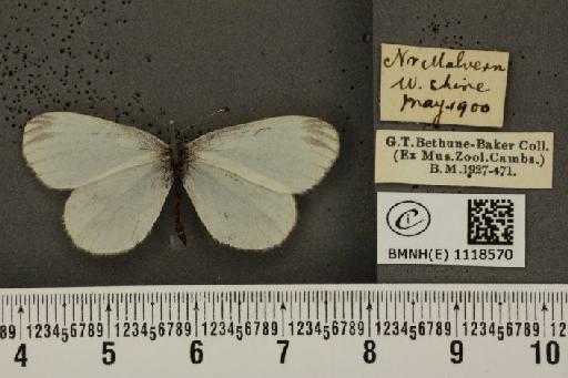 Leptidea sinapis sinapis Linnaeus, 1758 - BMNHE_1118570_73684