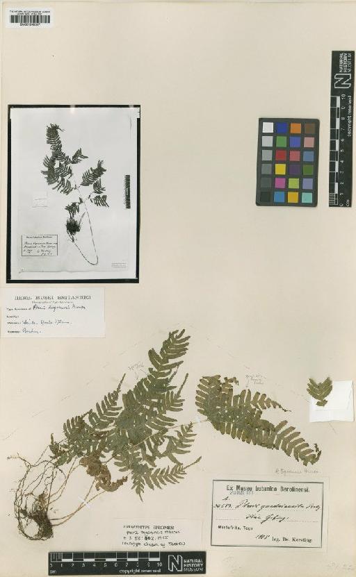 Pteris togoensis Hieron. - BM001048337