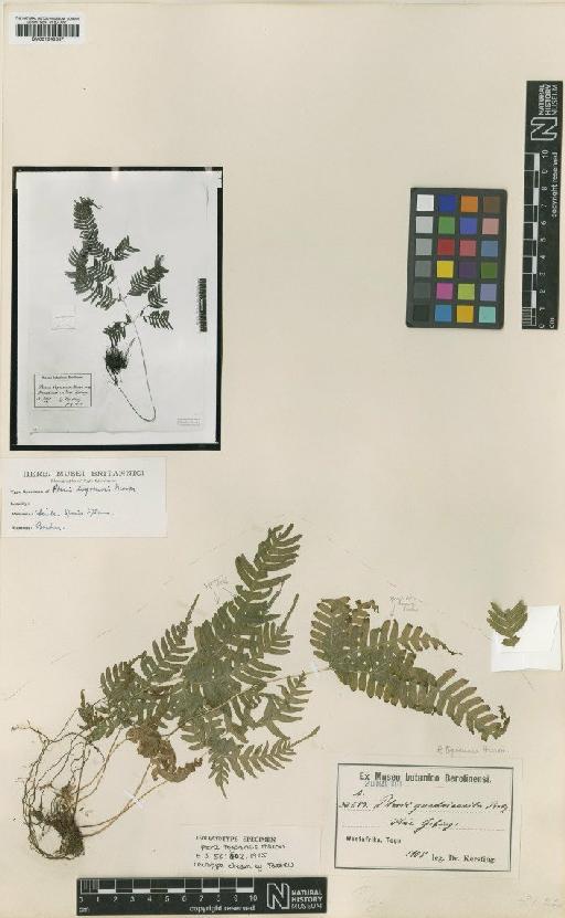 Pteris togoensis Hieron. - BM001048337