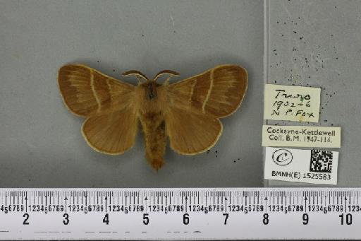 Macrothylacia rubi (Linnaeus, 1758) - BMNHE_1525583_196211