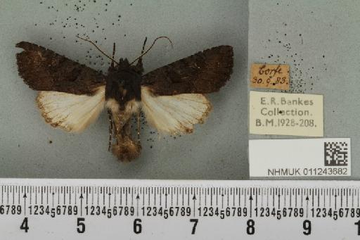 Aporophyla nigra (Haworth, 1809) - NHMUK_011243682_644806