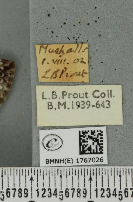 Dysstroma truncata truncata ab. russata Denis & Schiffermüller, 1775 - BMNHE_1767026_label_347932