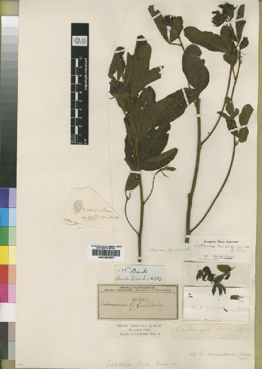 Crotalaria bondii - BM000843576