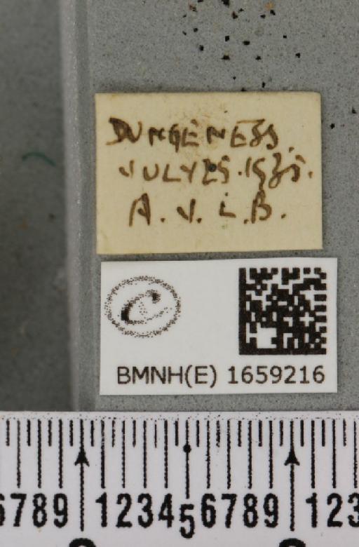 Thumatha senex (Hübner, 1808) - BMNHE_1659216_label_284003