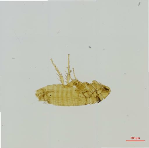 Palaeopsylla soricis vesperis Smit, 1975 - 010177330__2016_12_14-Scene-1-ScanRegion0