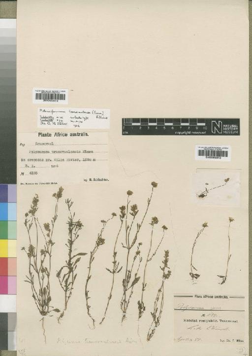 Melanospermum transvaalensis (Hiern) Hilliard - BM000930612