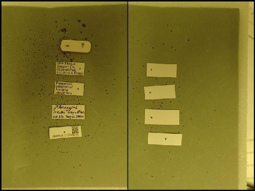 Anagyrus loecki Noyes & Menezes, 2000 - 010749010 Anagyrus loecki M labels