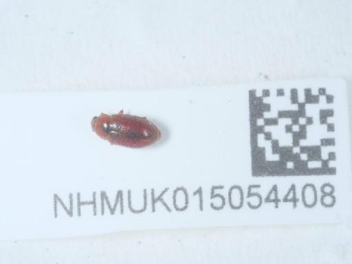 Coccidula rufa (Herbst, 1783) - 015054408_2
