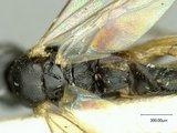 Apanteles rhomboidalis (Ashmead, 1900) - Apanteles_rhomboidalis_holotype_first_tergite
