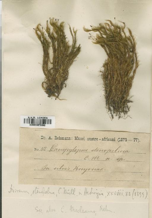 Campylopus stenopelma (Müll.Hal.) Paris - BM000878066