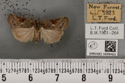 Nycteola revayana ab. rosea Sheldon, 1919 - BMNHE_1698463_295459