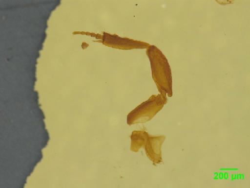 Aphodiinae Leach, 1815 - 010189661___10