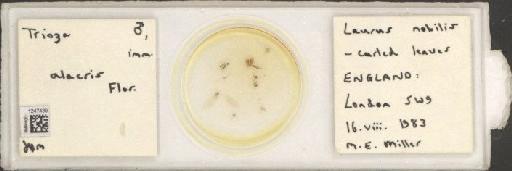 Trioza alacris Flor, 1861 - BMNHE_1247439_1654