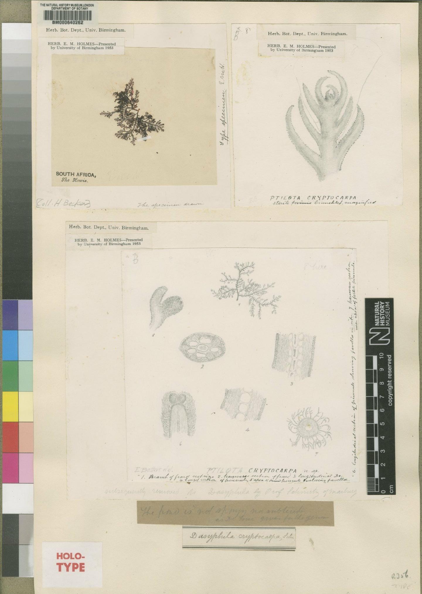 To NHMUK collection (Ptilota cryptocarpa Holmes; Holotype; NHMUK:ecatalogue:4792649)