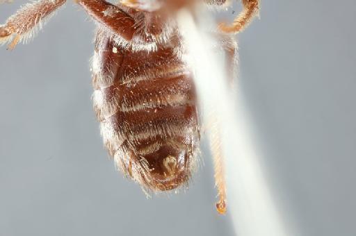 Lasioglossum inoum (Cameron, 1904) - Lasioglossum inoum2