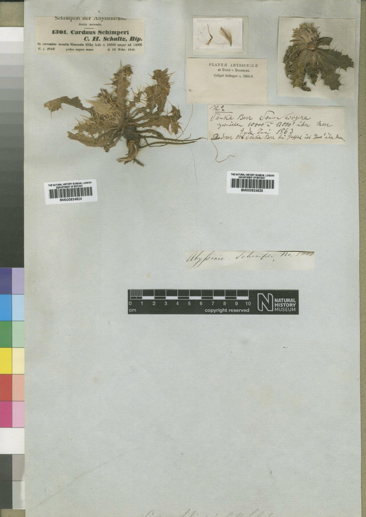 To NHMUK collection (Carduus schimperi Sch.Bip.; Type; NHMUK:ecatalogue:4553587)
