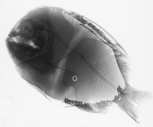 Caristius sp - BMNH 2006.8.18.1, Caristius sp, radiograph