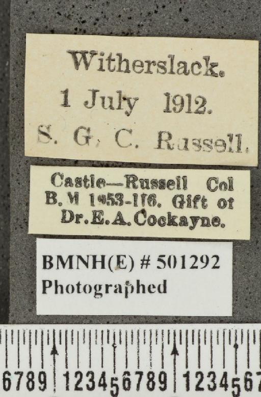 Aricia artaxerxes salmacis ab. semi-allous Harrison, 1906 - BMNHE_501292_label_178347