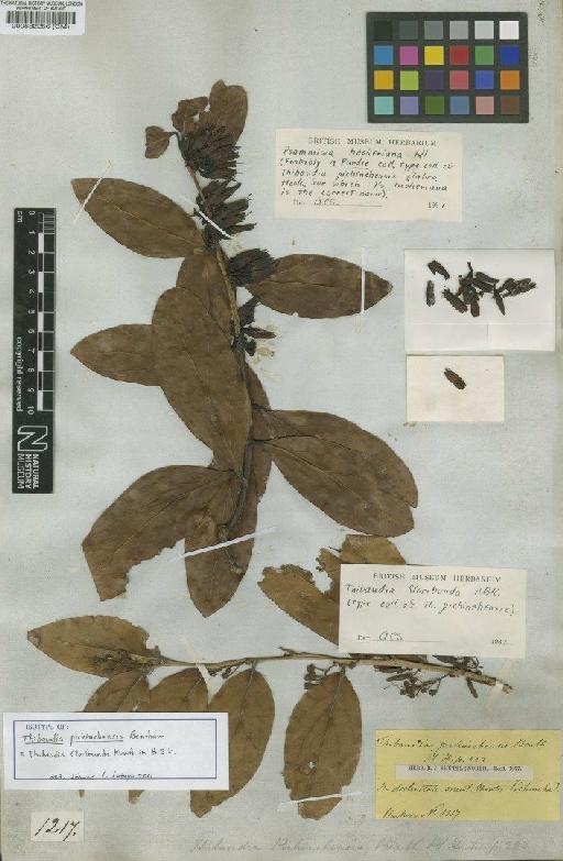 Thibaudia floribunda Kunth - BM000582256